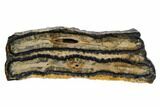 Mammoth Molar Slice With Case - South Carolina #106544-1